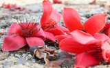 Ngắm hoa gạo nở rực góc trời